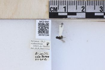 Media type: image;   Entomology 787194 Aspect: labels